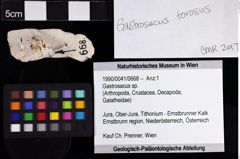 Foto (Objket + Etiketten) von Gastrosacus sp. 